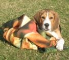 Beagle - Max