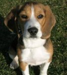 beagle - max