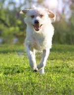 perro viene corriendo