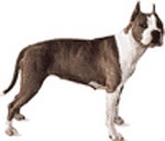 american staffordshire