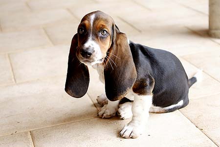 Cachorro basset hound