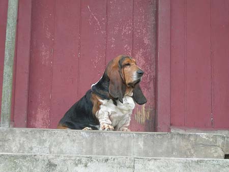 basset hound en escalera