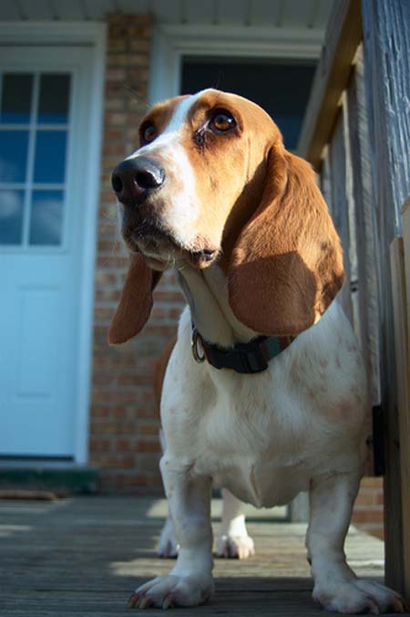 basset hound vigilante