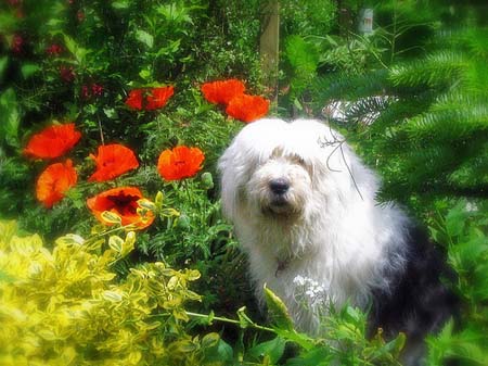 bobtail entre las amapolas