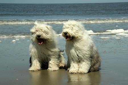 bobtails en la playa