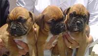 tres cachorros boxer