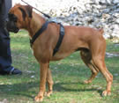 boxer - leo