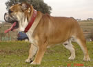 bulldog - can