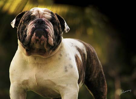 bulldog ingles: aqui estoy yo