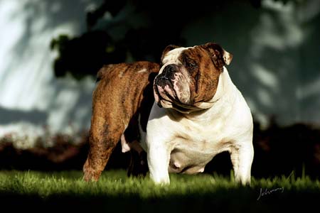 bulldog ingles de cuerpo entero width=
