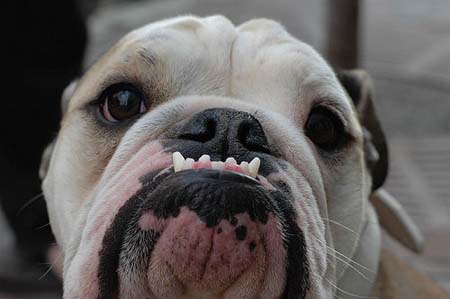 cara de bulldog ingles