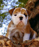 bulldog - yuma