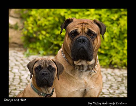 bullmastiff: de tal palo, tal astilla