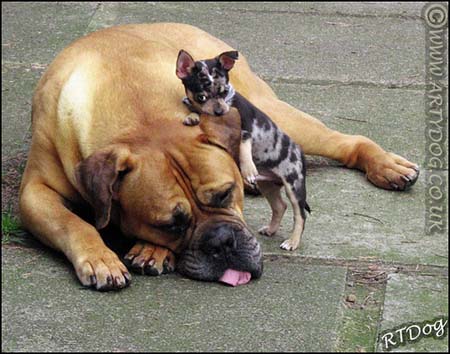 bullmastiff:¡Qué te como!