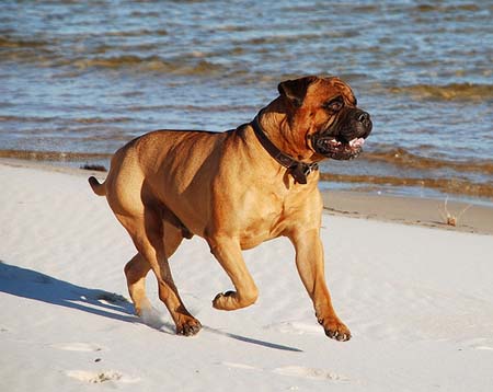 bullmastiff corriendo