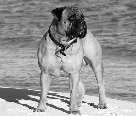 bullmastiff de cuerpo entero