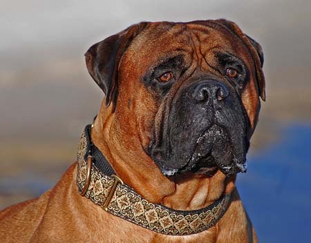 Mirada de bullmastiff
