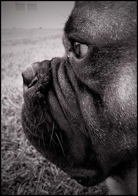perfil de bullmastiff