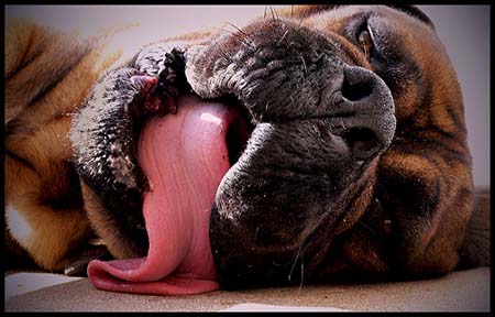 bullmastiff: lengua