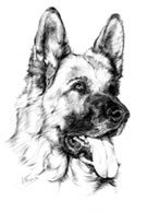 cabeza pastor alemán