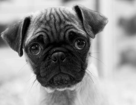 Curiosidad de carlino cachorro