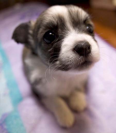 cachorro de chihuahua