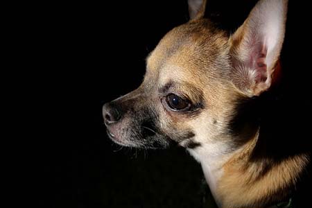 chihuahua de perfil