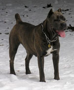 Cane Corso - Cleopatra