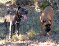 dos Canes Corso
