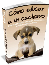 Aprende a educar a tu cachorro ahora