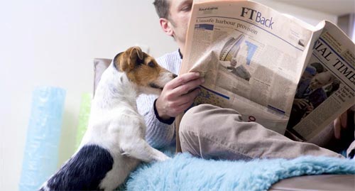 comportamiento de perros