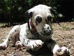 Este dalmata es nube