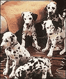 la socialización temprana es importante