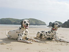 dálmatas roni y dana