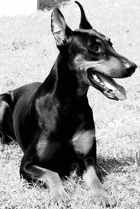 Doberman en la hierba