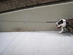 Bulldog con sobrepeso