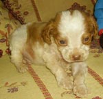 espagneul breton - cachorro