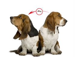 Los mosquitos transmiten la enfermedad