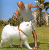 enseña bien a tu perro