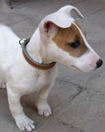 fox terrier - snoopy