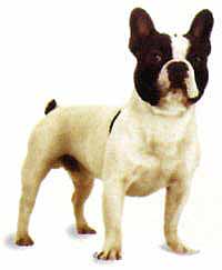 Bulldog Francés
