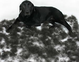 Resultado del Furminator