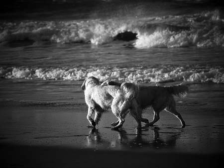 Dos Golden Retriever en la playa