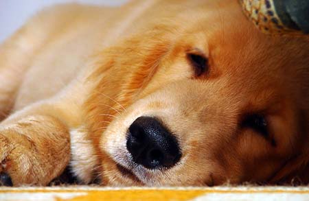 Golden Retriever: siesta