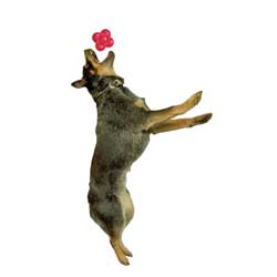 perro con un kong bounzer