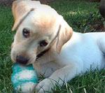 cachorro con su kong