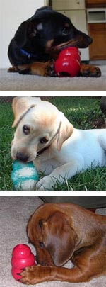 perros disfrutando de sus kongs