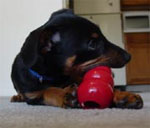 perro mordiendo su kong