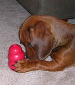 perro jugando con su Kong