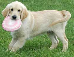 Cachorro con su kong flyer